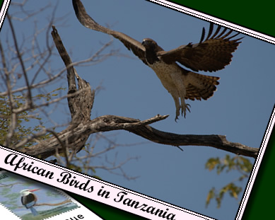 Africa bird safaris with Africa bird specialists. Click for bird checklists.